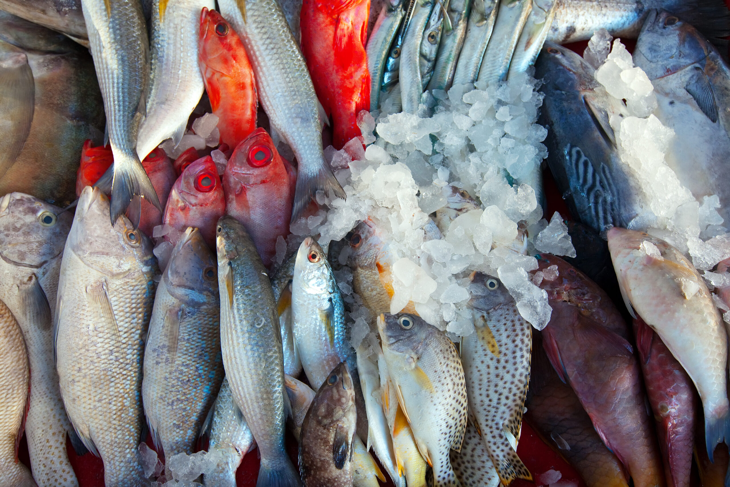 Scopri di più sull'articolo La Puglia nel Piatto: Un Viaggio Culinario tra i Sapori del Mare